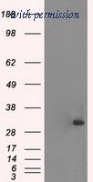 OriGene TA500256BM image 1