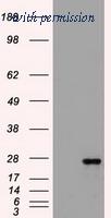 OriGene TA500274AM image 1