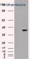 OriGene TA500275AM image 1