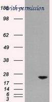 OriGene TA500323AM image 1