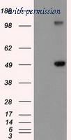 OriGene TA500337AM image 1