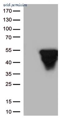 OriGene TA500339BM image 1