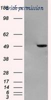 OriGene TA500340AM image 1