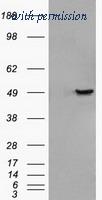 OriGene TA500341BM image 1