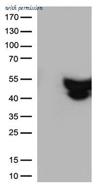 OriGene TA500344BM image 1