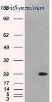 OriGene TA500348BM image 1