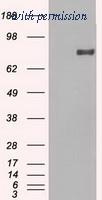 OriGene TA500351AM image 1