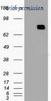 OriGene TA500357AM image 1
