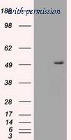OriGene TA500375BM image 1