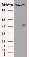 OriGene TA500376AM image 1