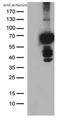 OriGene TA500383AM image 1