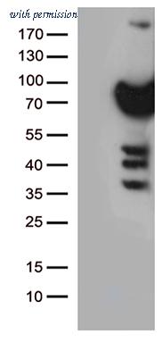 OriGene TA500388AM image 1
