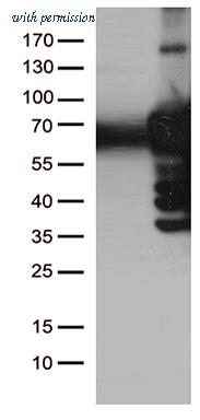 OriGene TA500389AM image 1