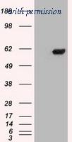 OriGene TA500391BM image 1
