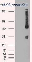 OriGene TA500392BM image 1
