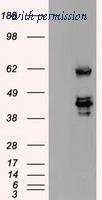 OriGene TA500406BM image 1