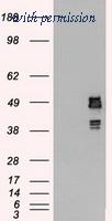 OriGene TA500426BM image 1