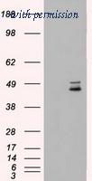 OriGene TA500430BM image 1