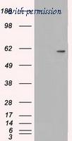 OriGene TA500432AM image 1