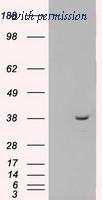 OriGene TA500433AM image 1