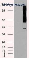 OriGene TA500434BM image 1