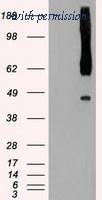 OriGene TA500435BM image 1