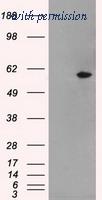 OriGene TA500457AM image 1