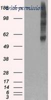 OriGene TA500463BM image 1