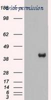 OriGene TA500466BM image 1
