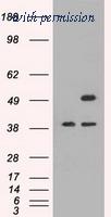 OriGene TA500478AM image 1