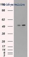 OriGene TA500479BM image 1