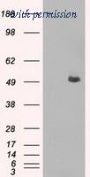 OriGene TA500480BM image 1
