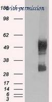 OriGene TA500503AM image 1