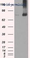 OriGene TA500504BM image 1