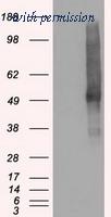 OriGene TA500506BM image 1