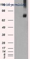 OriGene TA500507BM image 1