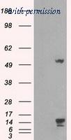 OriGene TA500508BM image 1