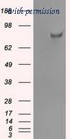 OriGene TA500522AM image 1