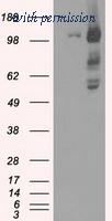 OriGene TA500540AM image 1