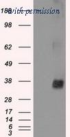 OriGene TA500545AM image 1
