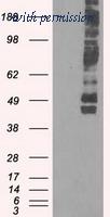 OriGene TA500546AM image 1