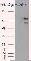 OriGene TA500548AM image 1