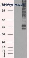 OriGene TA500555BM image 1