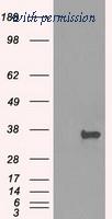 OriGene TA500559AM image 1