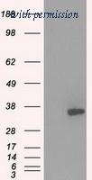 OriGene TA500561AM image 1