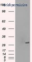 OriGene TA500569AM image 1