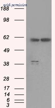 OriGene TA500571BM image 1
