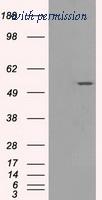 OriGene TA500574BM image 1
