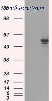 OriGene TA500592AM image 1