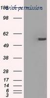 OriGene TA500593AM image 1